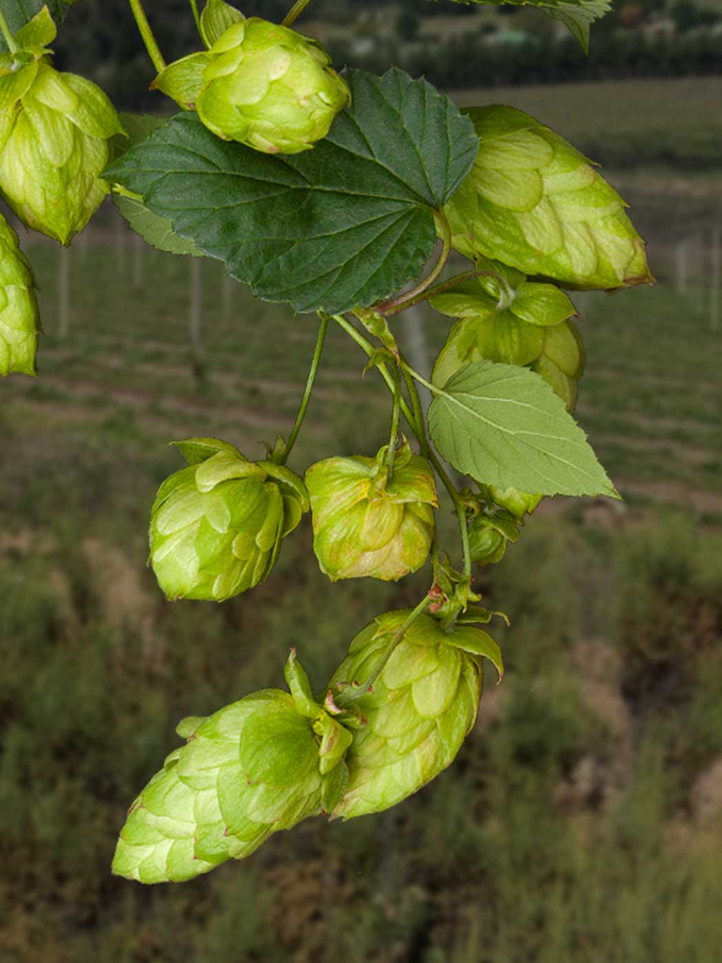 Buy South African Hops