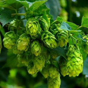 hops plant