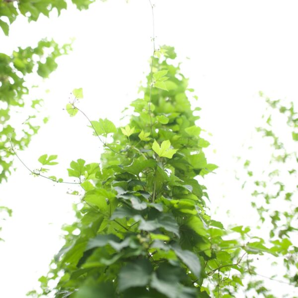 hop vine