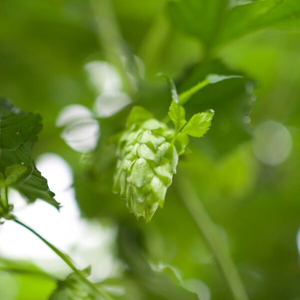 hop plant