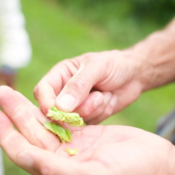 person holding a hop cone