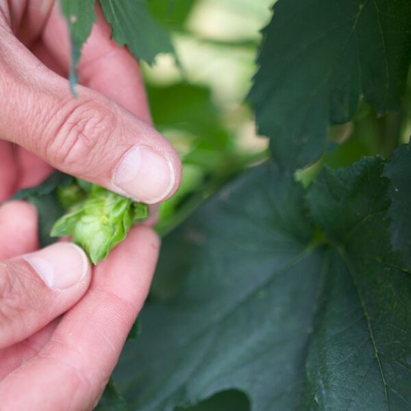 person holding a hop cone