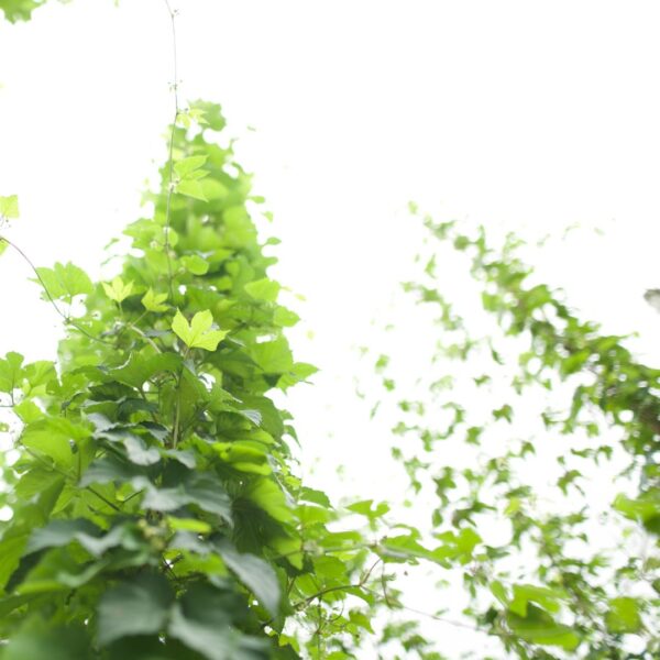 hop vine