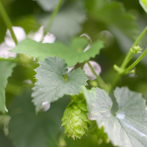hop vine