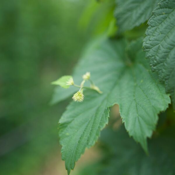 hop vine