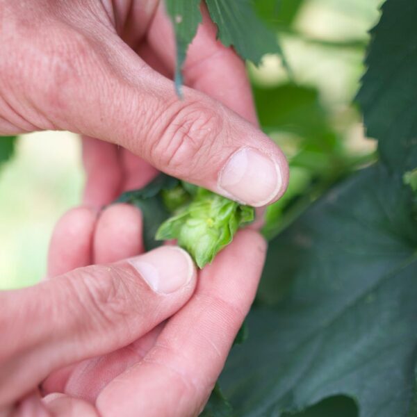 hop plant