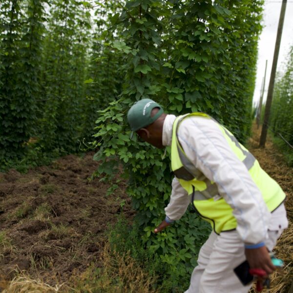 hop vine and farmer