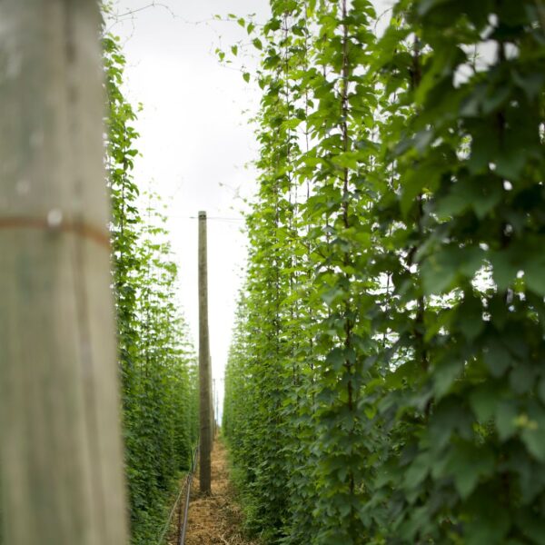 hop vine