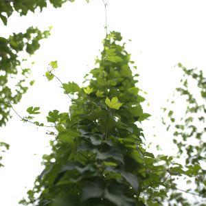 A hops bush