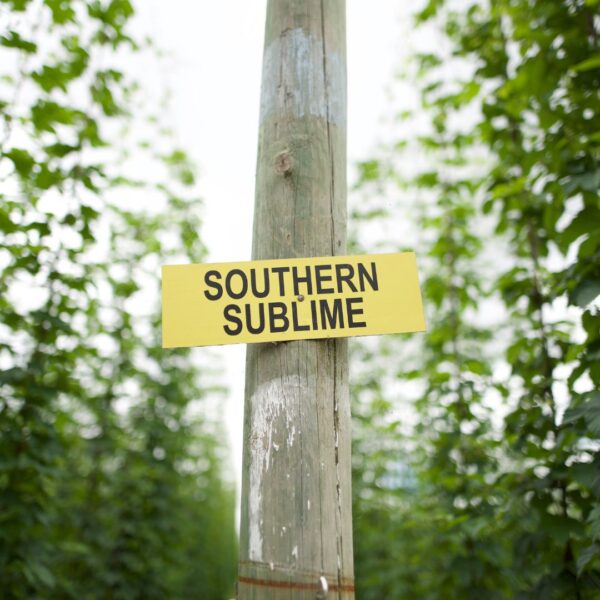 Southern Sublime sign