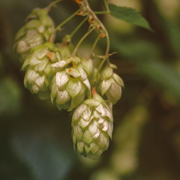 hops