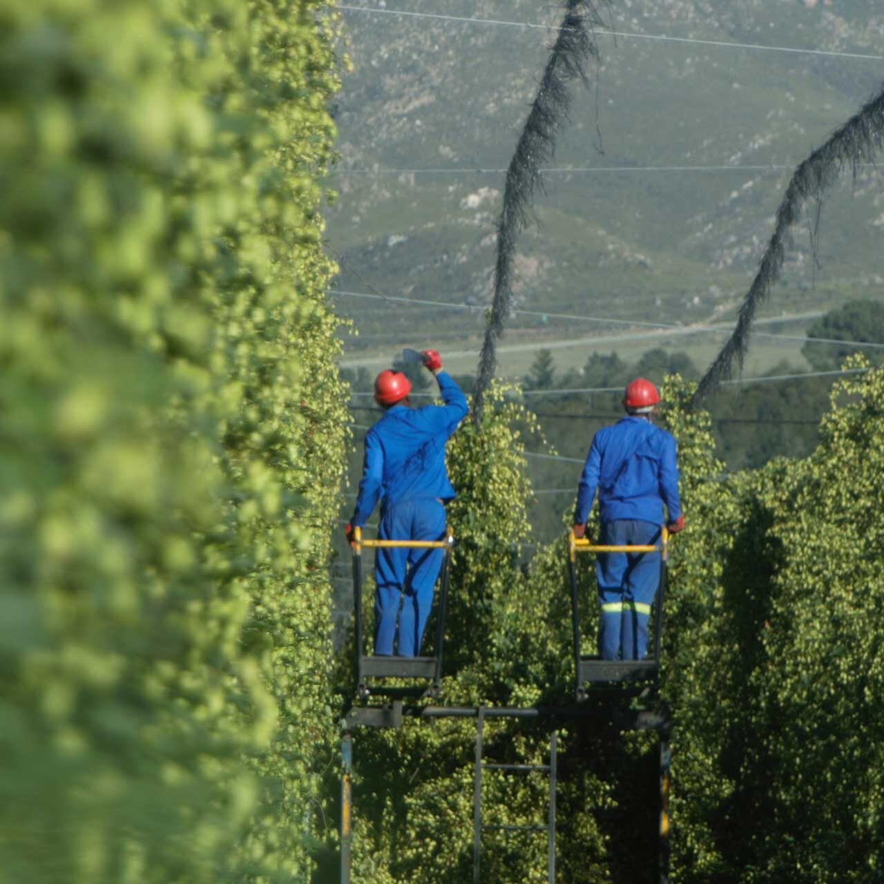 SAB_HopFarm_Crows-Nest_2 (1)